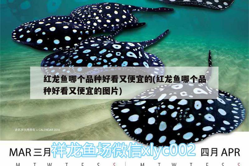 魚缸底色用什么顏色的魚缸底色用什么顏色好魚缸底色用什么顏色好，魚缸底色用什么顏色好