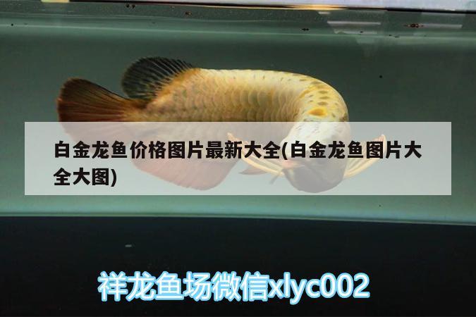 白金龍魚價(jià)格圖片最新大全(白金龍魚圖片大全大圖)