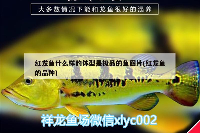 紅龍魚什么樣的體型是極品的魚圖片(紅龍魚的品種)