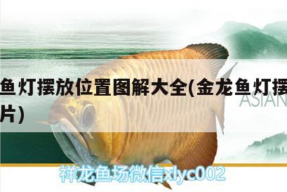 紅龍魚燈擺放位置圖解大全(金龍魚燈擺放位置圖片)