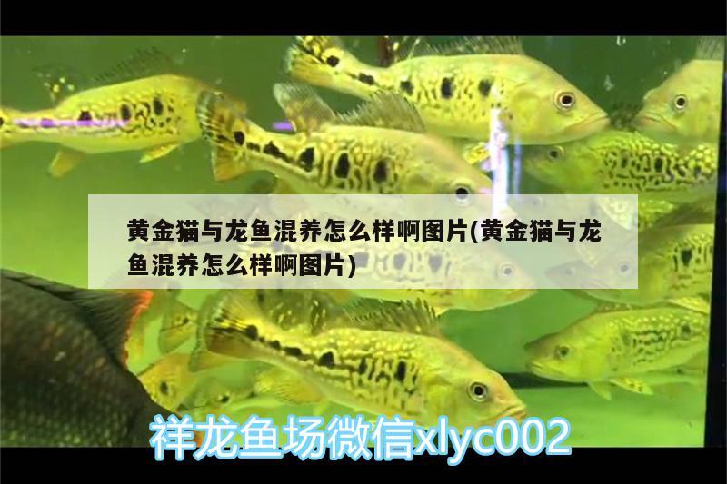 揭陽觀賞魚市場龍巔吐槽大會凈水寶試用報(bào)告 觀賞魚市場（混養(yǎng)魚） 第2張