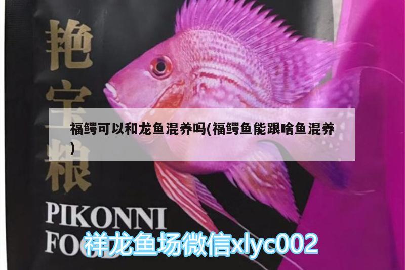 福鱷可以和龍魚混養(yǎng)嗎(福鱷魚能跟啥魚混養(yǎng)) 黃金招財貓魚