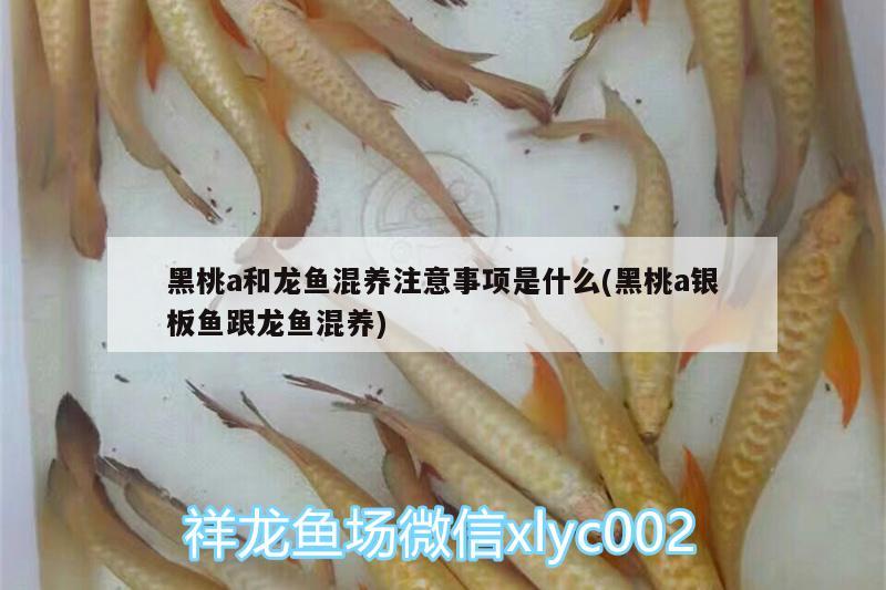 菠蘿魚能和銀龍魚混養(yǎng)嘛視頻(銀龍魚和什么魚混養(yǎng)好視頻) 銀龍魚