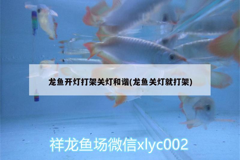 龍魚開燈打架關燈和諧(龍魚關燈就打架)