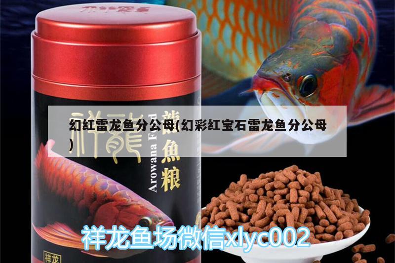 幻紅雷龍魚分公母(幻彩紅寶石雷龍魚分公母)