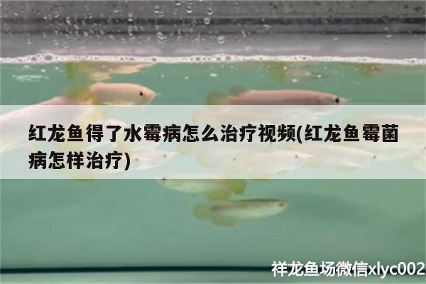 紅龍魚(yú)得了水霉病怎么治療視頻(紅龍魚(yú)霉菌病怎樣治療) 殺菌消毒設(shè)備