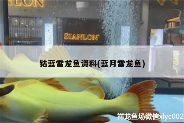 鈷藍(lán)雷龍魚資料(藍(lán)月雷龍魚) 狗仔（招財貓)魚苗