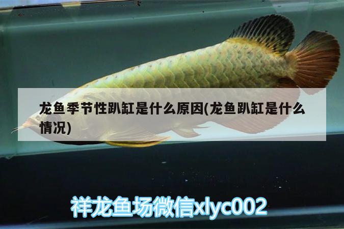 龍魚(yú)混養(yǎng)底層魚(yú)有哪些？龍魚(yú)配什么魚(yú)一起養(yǎng)？，龍魚(yú)和龍魚(yú)混養(yǎng)底層魚(yú)有哪些，龍魚(yú)混養(yǎng)底層魚(yú)有哪些