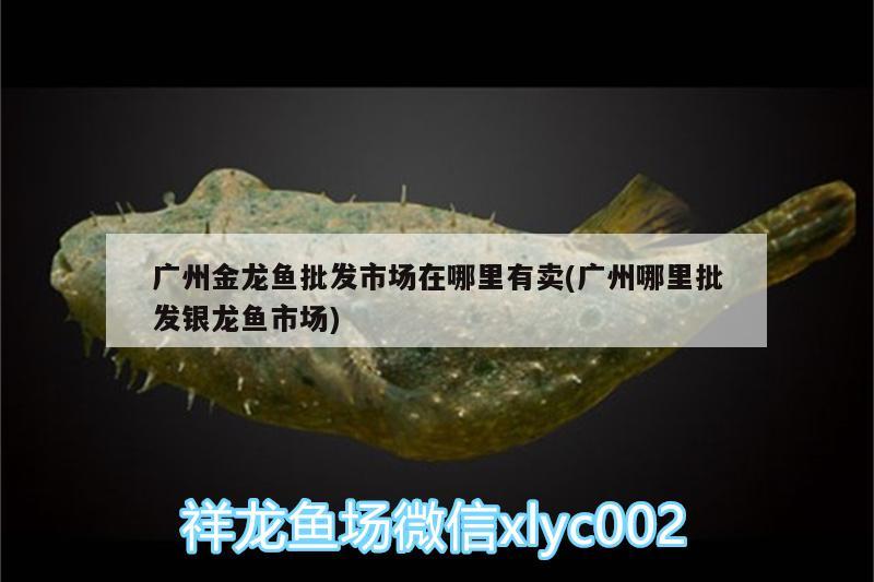 廣州金龍魚批發(fā)市場在哪里有賣(廣州哪里批發(fā)銀龍魚市場) 龍魚批發(fā) 第1張