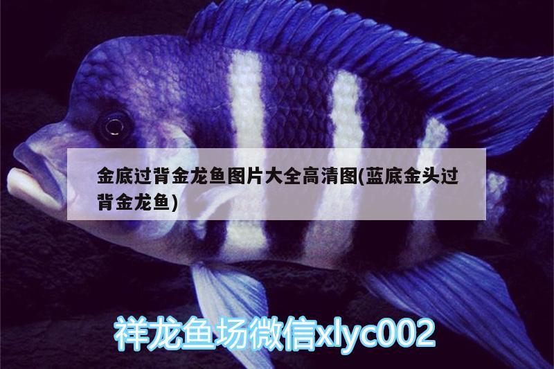 金底過背金龍魚圖片大全高清圖(藍(lán)底金頭過背金龍魚) 金龍魚百科