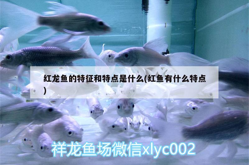 黃金雷龍魚吃什么(雷龍魚吃金魚嗎) 魚缸清潔用具