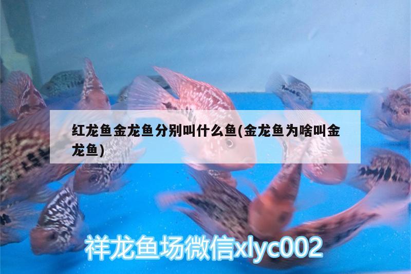 紅龍魚金龍魚分別叫什么魚(金龍魚為啥叫金龍魚)