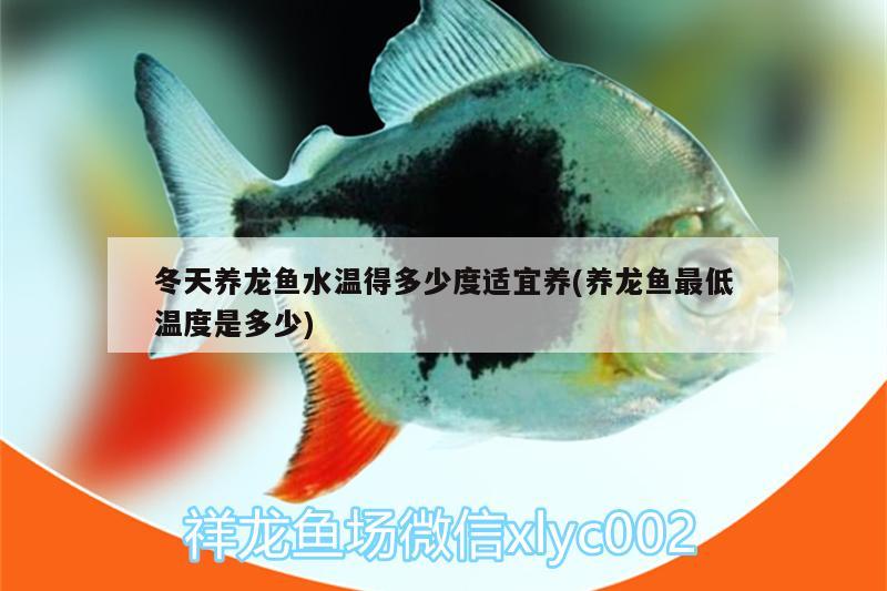 冬天養(yǎng)龍魚水溫得多少度適宜養(yǎng)(養(yǎng)龍魚最低溫度是多少)