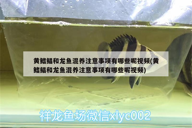 黃鰭鯧和龍魚混養(yǎng)注意事項有哪些呢視頻(黃鰭鯧和龍魚混養(yǎng)注意事項有哪些呢視頻)