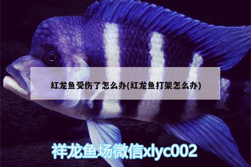 紅龍魚受傷了怎么辦(紅龍魚打架怎么辦) 魚缸/水族箱