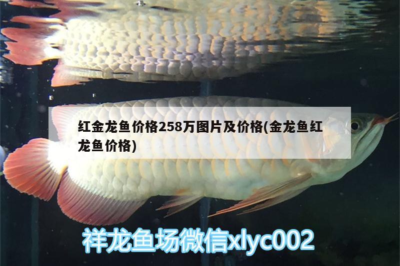 紅金龍魚價(jià)格258萬圖片及價(jià)格(金龍魚紅龍魚價(jià)格)