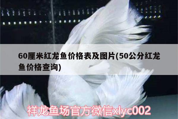 60厘米紅龍魚價(jià)格表及圖片(50公分紅龍魚價(jià)格查詢) 充氧泵