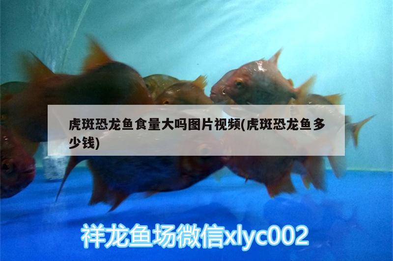 金龍魚多少錢一桶大虎的(金龍魚多少斤一桶) 杰西卡恐龍魚