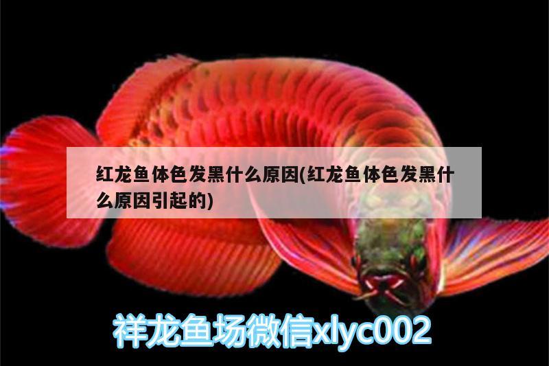 紅龍魚體色發(fā)黑什么原因(紅龍魚體色發(fā)黑什么原因引起的) 廣州觀賞魚批發(fā)市場(chǎng)