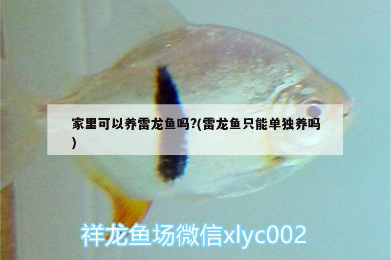 家里可以養(yǎng)雷龍魚嗎?(雷龍魚只能單獨養(yǎng)嗎) 紅頭利魚