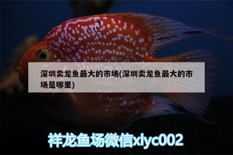 深圳賣龍魚最大的市場(深圳賣龍魚最大的市場是哪里)