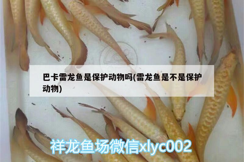 巴卡雷龍魚是保護(hù)動(dòng)物嗎(雷龍魚是不是保護(hù)動(dòng)物) 巴卡雷龍魚