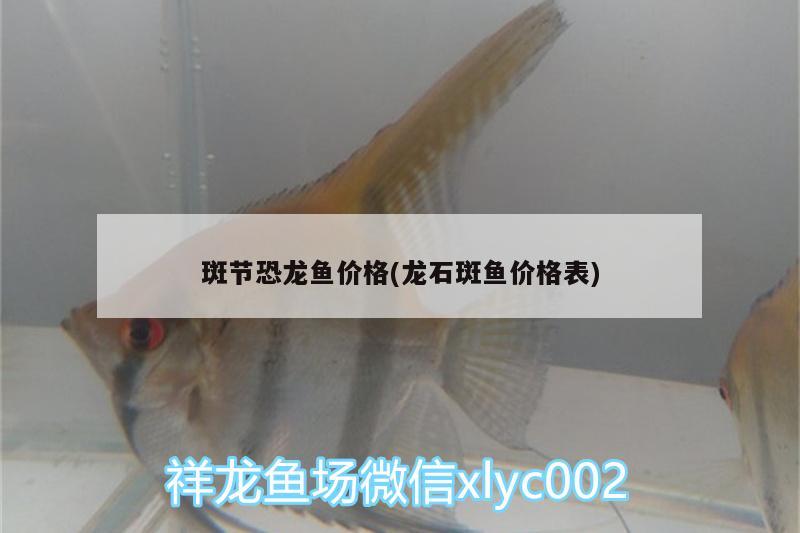 斑節(jié)恐龍魚價格(龍石斑魚價格表) 馬拉莫寶石魚苗