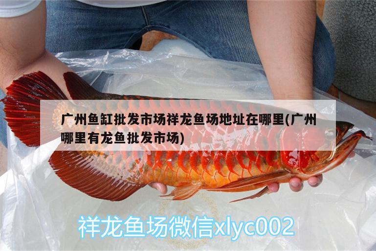 魚缸濾材買來要泡多久才好(魚缸濾材買來要泡多久才好用)