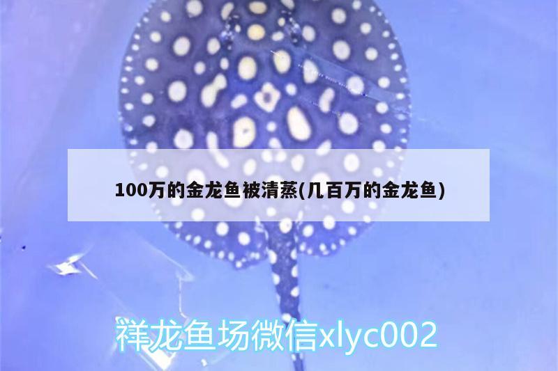 100萬(wàn)的金龍魚(yú)被清蒸(幾百萬(wàn)的金龍魚(yú)) 一眉道人魚(yú)苗