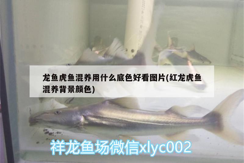 龍魚虎魚混養(yǎng)用什么底色好看圖片(紅龍虎魚混養(yǎng)背景顏色)