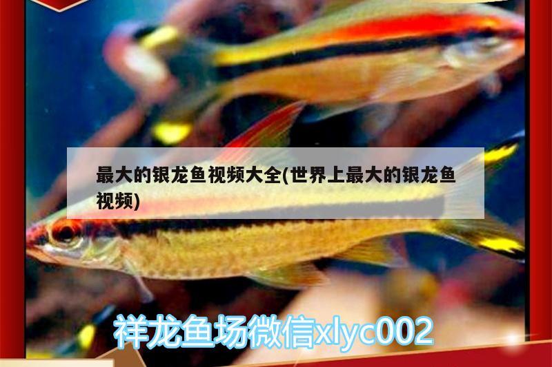 最大的銀龍魚視頻大全(世界上最大的銀龍魚視頻)