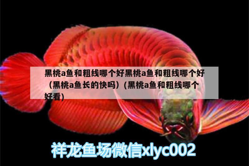 黑桃a魚和粗線哪個(gè)好黑桃a魚和粗線哪個(gè)好（黑桃a魚長的快嗎）(黑桃a魚和粗線哪個(gè)好看) 黑桃A魚