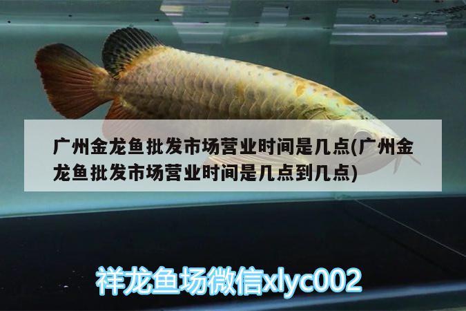 廣州金龍魚批發(fā)市場營業(yè)時間是幾點(廣州金龍魚批發(fā)市場營業(yè)時間是幾點到幾點) 龍魚批發(fā)