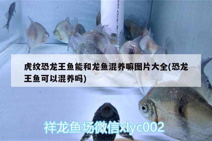 虎紋恐龍王魚能和龍魚混養(yǎng)嘛圖片大全(恐龍王魚可以混養(yǎng)嗎)