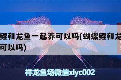 蝴蝶鯉和龍魚(yú)一起養(yǎng)可以嗎(蝴蝶鯉和龍魚(yú)一起養(yǎng)可以嗎) 蝴蝶鯉