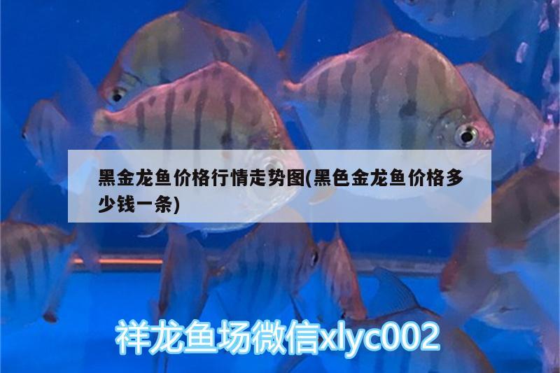 蚌埠觀賞魚交流群微信號是多少號（廬江金孔雀裝飾） 成吉思汗鯊（球鯊）魚 第1張