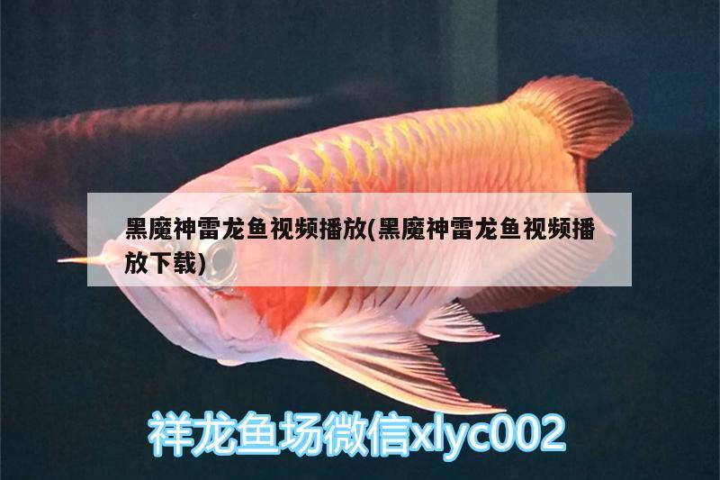 黑魔神雷龍魚視頻播放(黑魔神雷龍魚視頻播放下載)