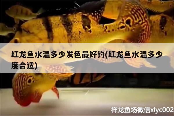 紅龍魚水溫多少發(fā)色最好釣(紅龍魚水溫多少度合適)