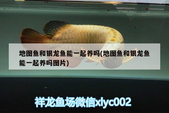 地圖魚和銀龍魚能一起養(yǎng)嗎(地圖魚和銀龍魚能一起養(yǎng)嗎圖片)