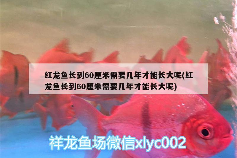 紅龍魚長到60厘米需要幾年才能長大呢(紅龍魚長到60厘米需要幾年才能長大呢) 黑水素