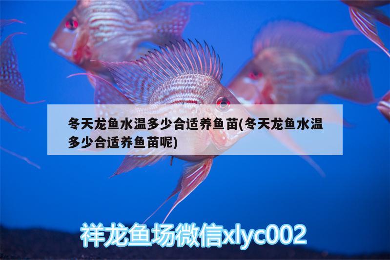 冬天龍魚水溫多少合適養(yǎng)魚苗(冬天龍魚水溫多少合適養(yǎng)魚苗呢)