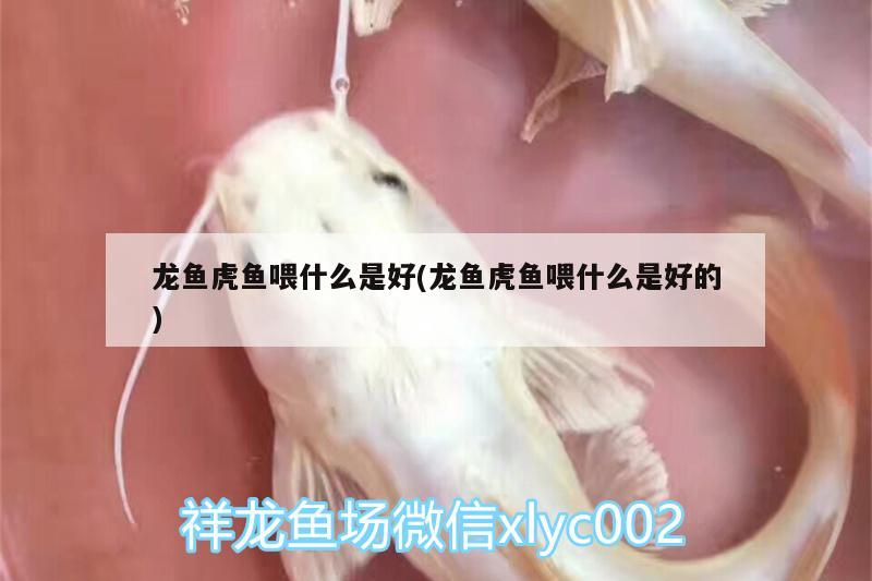 龍魚虎魚喂什么是好(龍魚虎魚喂什么是好的)