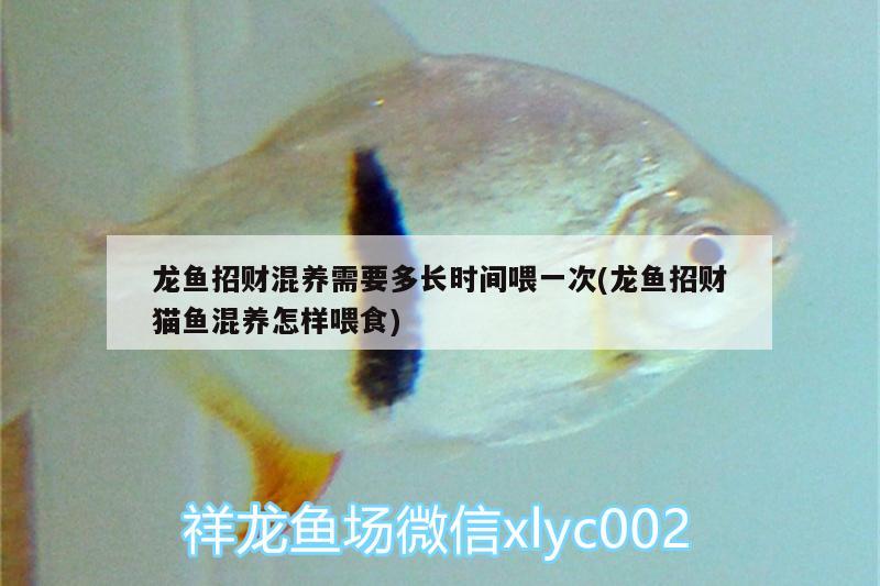 龍魚(yú)招財(cái)混養(yǎng)需要多長(zhǎng)時(shí)間喂一次(龍魚(yú)招財(cái)貓魚(yú)混養(yǎng)怎樣喂食)