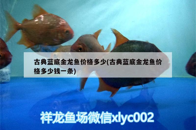 土龍魚大概多少錢一條：土龍魚大概多少錢一條啊 觀賞魚市場 第2張