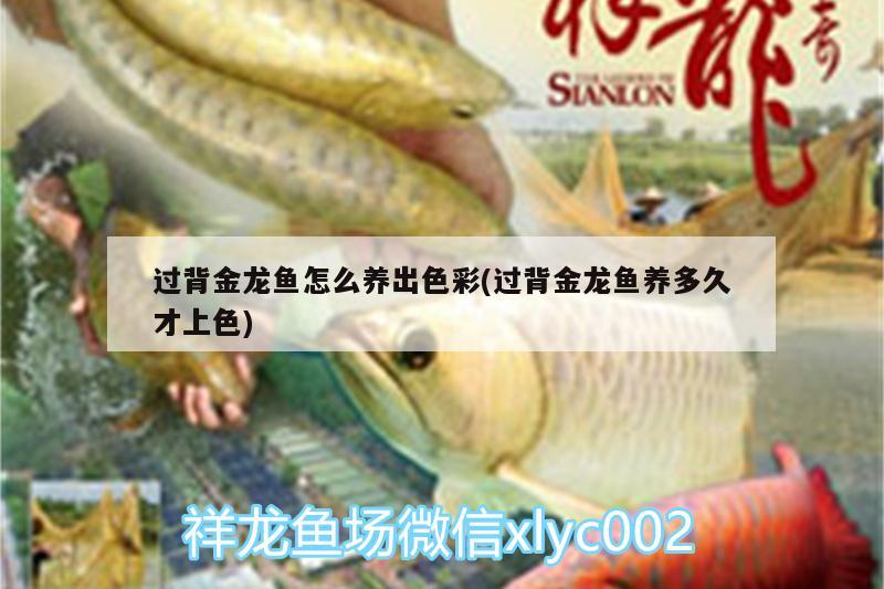 銀龍魚市場價格多少錢一條（銀龍魚市場價格多少錢一條?。? title=