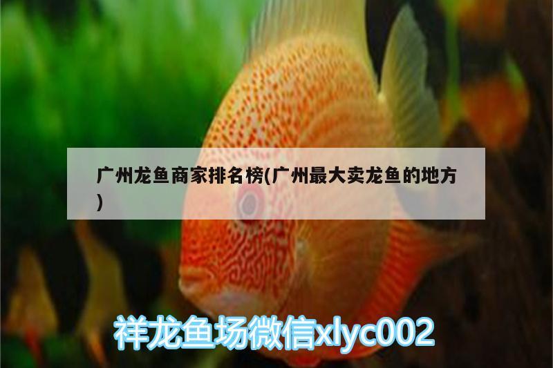 廣州龍魚商家排名榜(廣州最大賣龍魚的地方) 水族維護(hù)服務(wù)（上門） 第2張