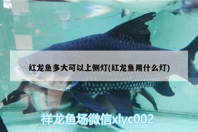 海口一木水族館有限公司（海南一木水族）