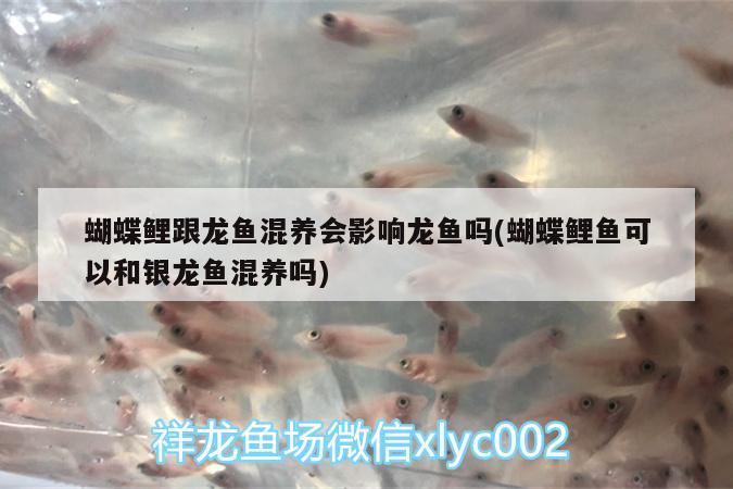 蝴蝶鯉跟龍魚(yú)混養(yǎng)會(huì)影響龍魚(yú)嗎(蝴蝶鯉魚(yú)可以和銀龍魚(yú)混養(yǎng)嗎) 蝴蝶鯉 第4張