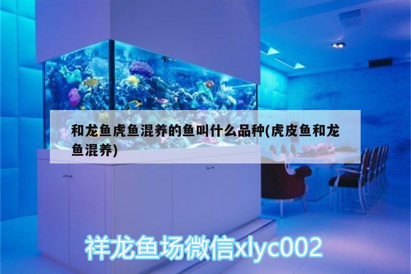 廣州魚缸水族箱批發(fā)店的電話號碼查詢是多少 廣州有哪些賣魚缸實體店