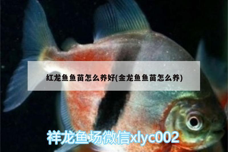 紅龍魚魚苗怎么養(yǎng)好(金龍魚魚苗怎么養(yǎng)) 雪龍魚